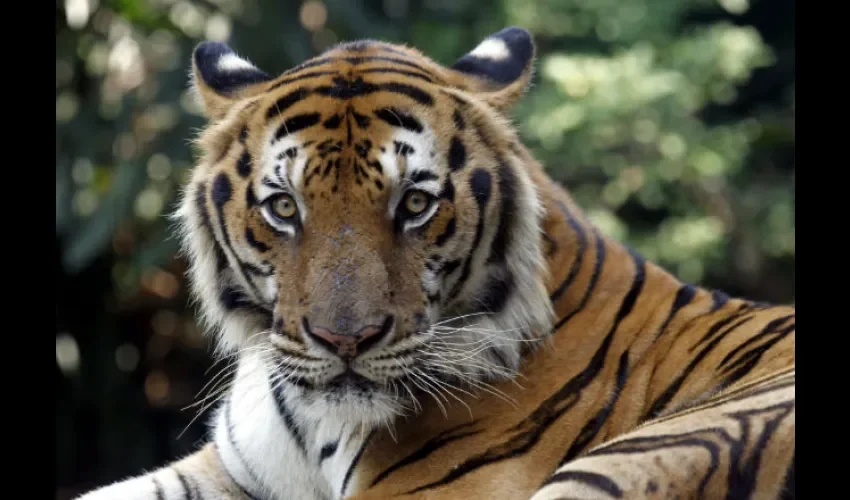 Tigre