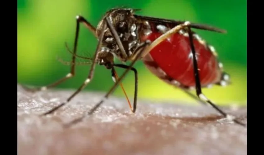 Zika