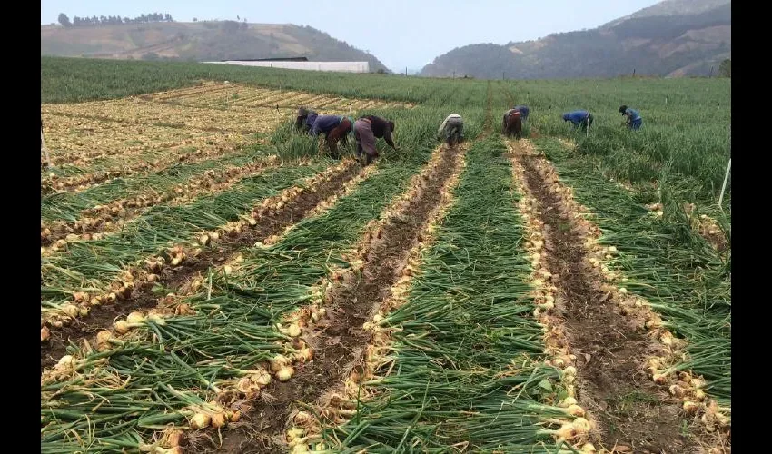 El consumo mensual de cebolla periódicamente en enero es de 54 mil 300 quintales; en  febrero, 45 mil quintales; marzo, 52 mil 327 quintales; en abril alcanza 52 mil 574 quintales y en mayo son 54 mil 200 quintales.   