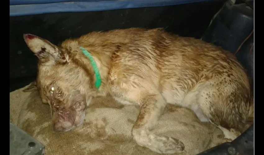 Matan a canino 
