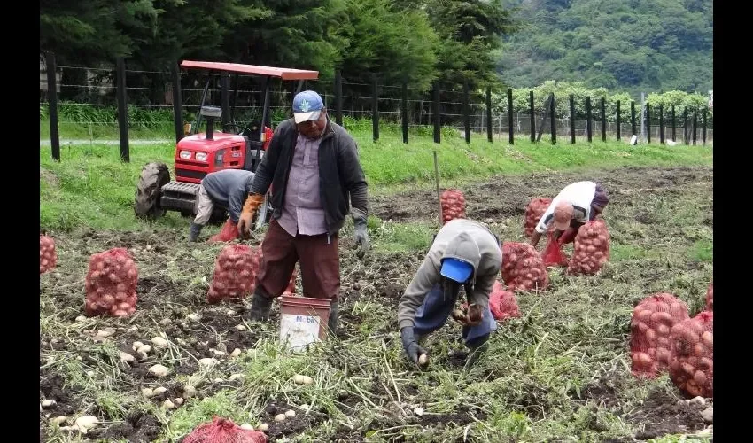 Los estudiantes pasan los últimos tres y seis meses de su preparación haciendo prácticas en compañías antes de graduarse.