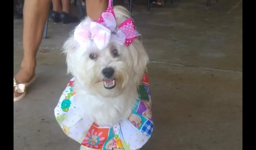 Hasta las mascotas las vistieron con motivos afro. Los residentes de San Miguelito vivieron una gran fiesta.