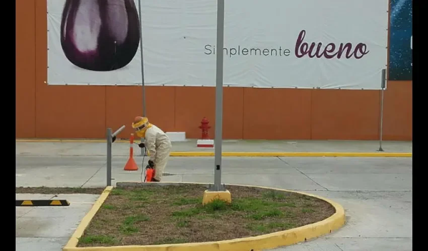 Abejas en Veraguas 