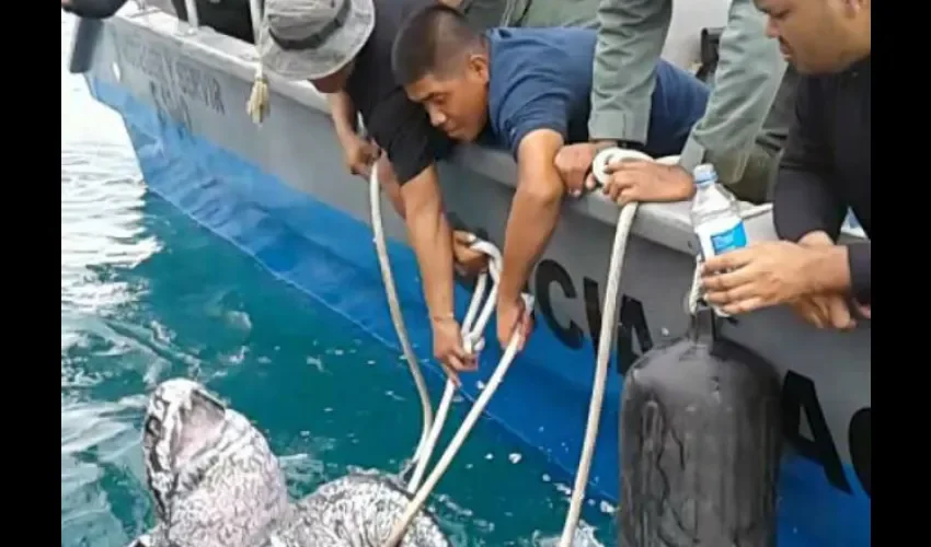 Tortuga gigante en Panamá 