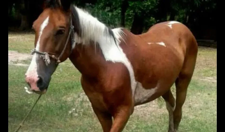 Caballo en Coclé
