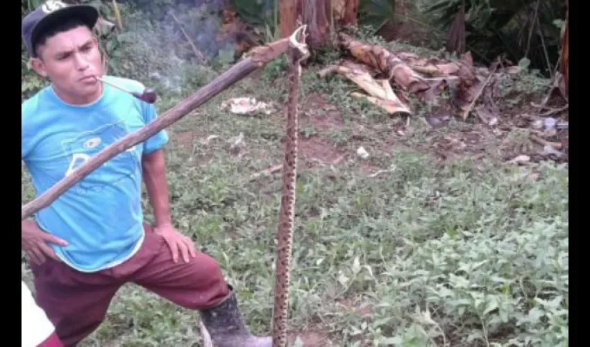 Serpiente 