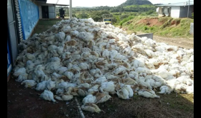 Pollos en Chiriquí