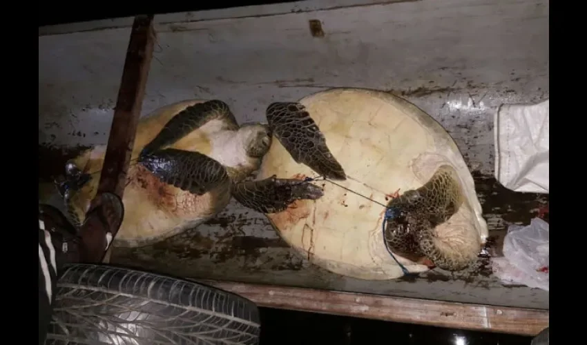 Tortugas