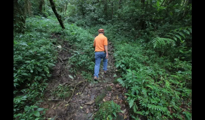 Bosques en Panamá