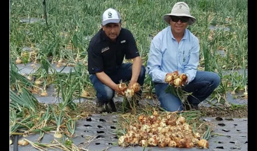 Producción de cebollas y papas 