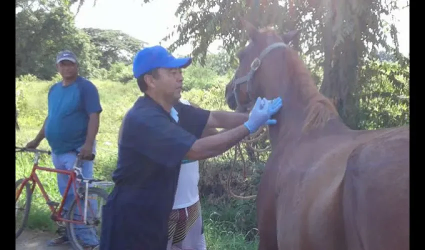 Encefalitis equina 