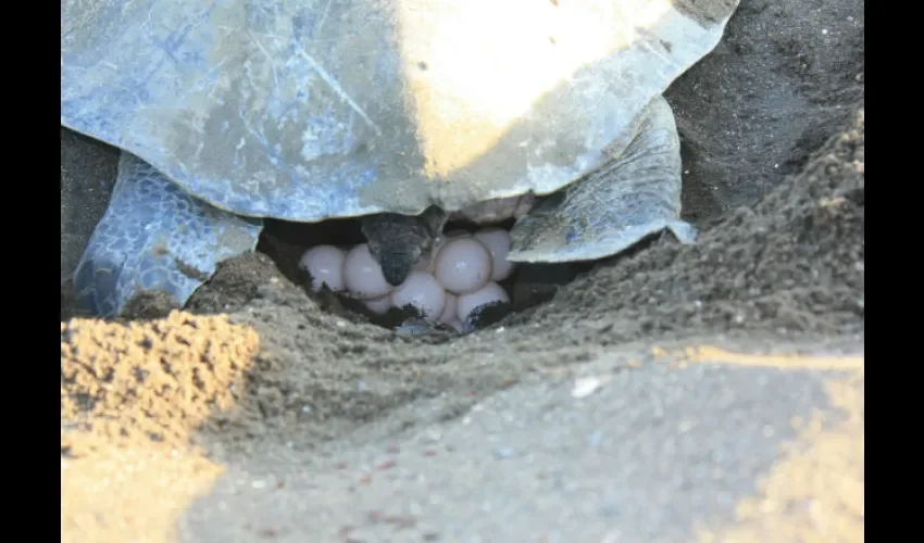 Huevo de Tortuga