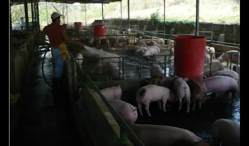 Productores porcinos de Panamá