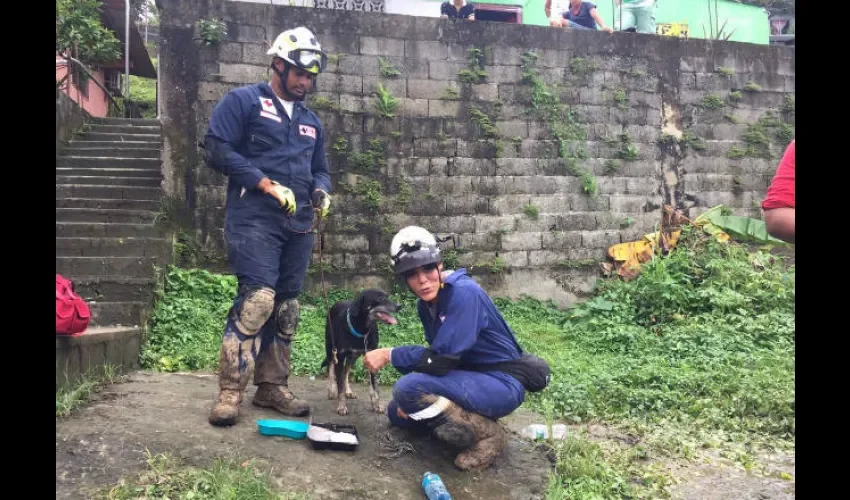 Perro rescatado en Nueva Libia