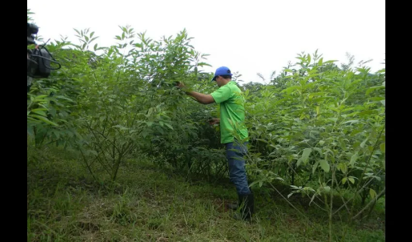 Guandú