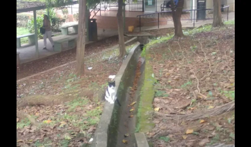 Gatos en la Universidad de Panamá