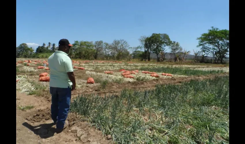 Cebollas en Natá 