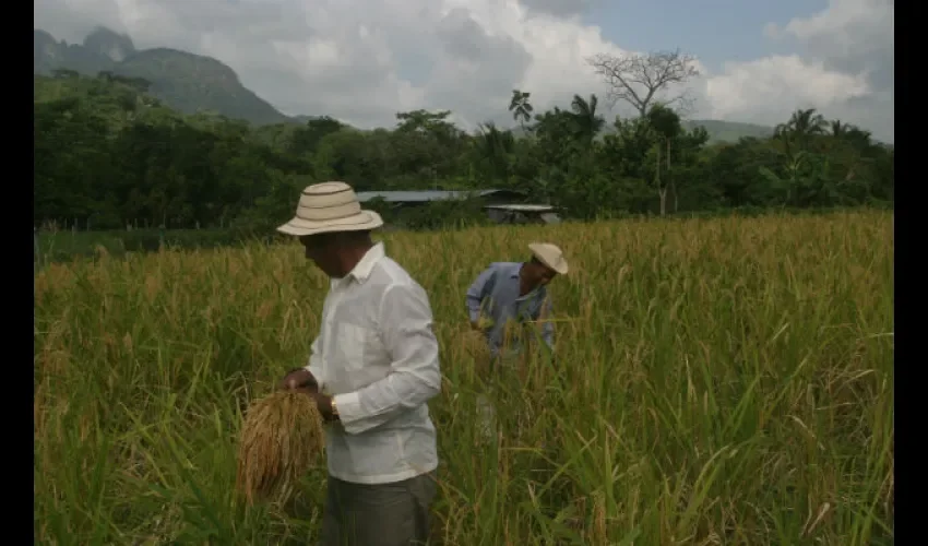 Productores de arroz de Panamá 