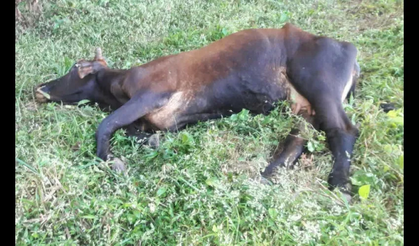 Rabia bovina en La Chorrera