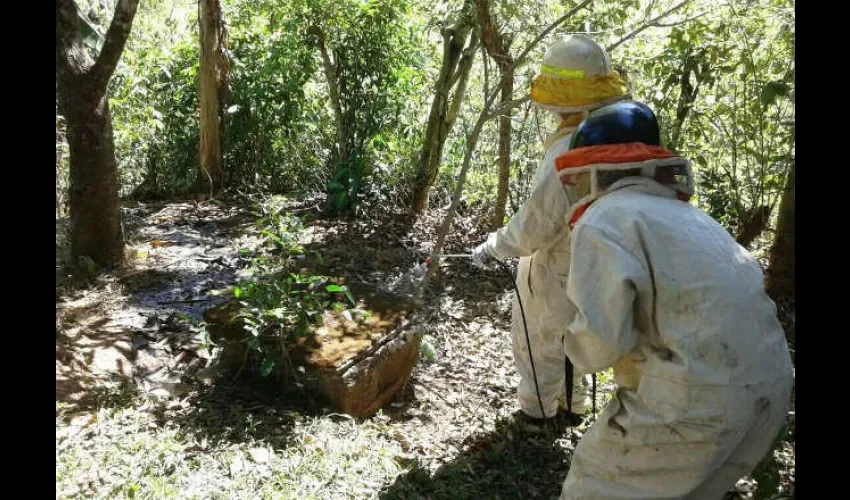 Abejas en Veraguas