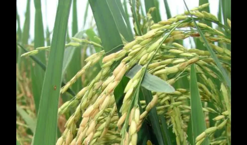Capacitación del manejo del cultivo de arroz en Coclé