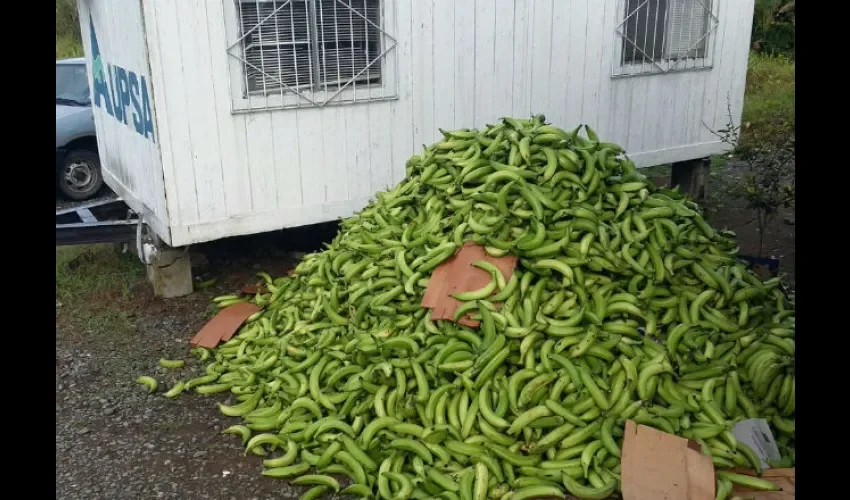 Plátanos decomisados por Aupsa 
