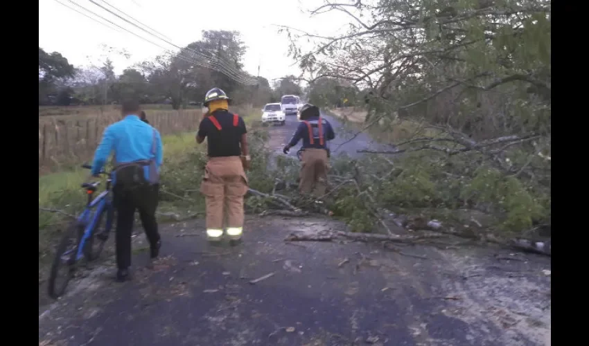 Caída de árboles en Veraguas 