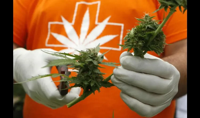 Cannabis