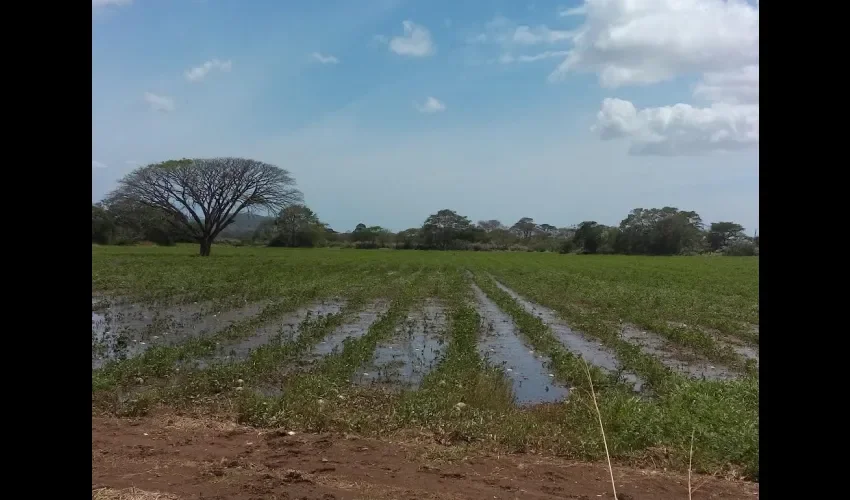 Cebolleros en Coclé