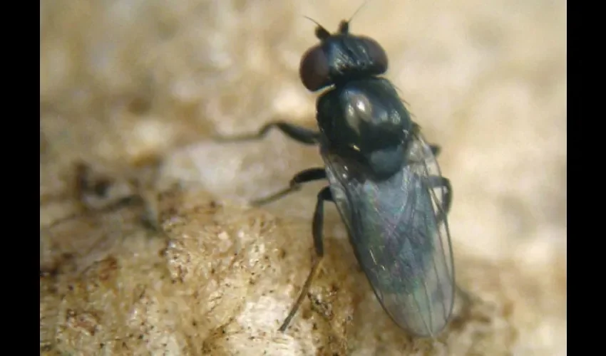 Mosca