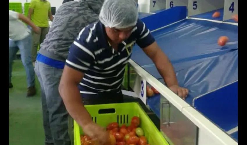 Tomates 