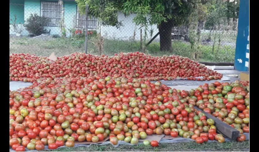 Tomates en Chiriquí
