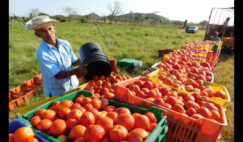 Tomates en Los Santos