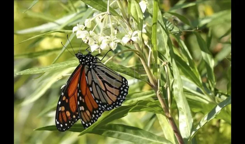 Mariposa monarca