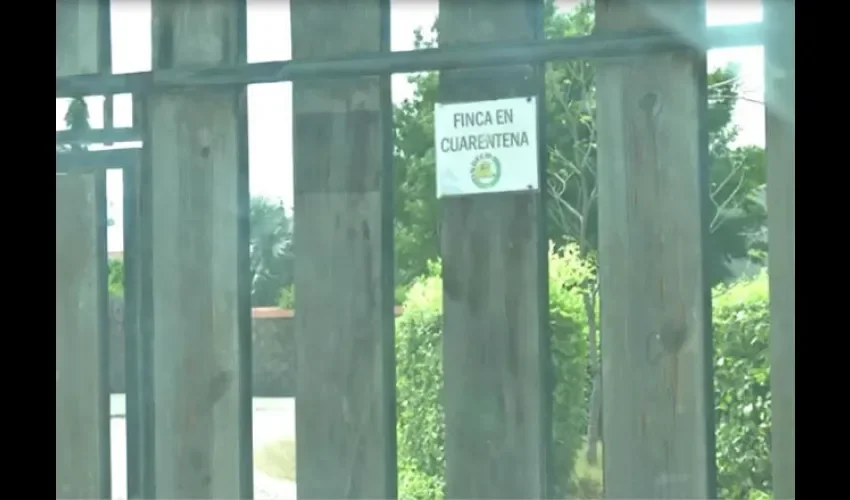 Sacrifican reses con tuberculosis en Coclé