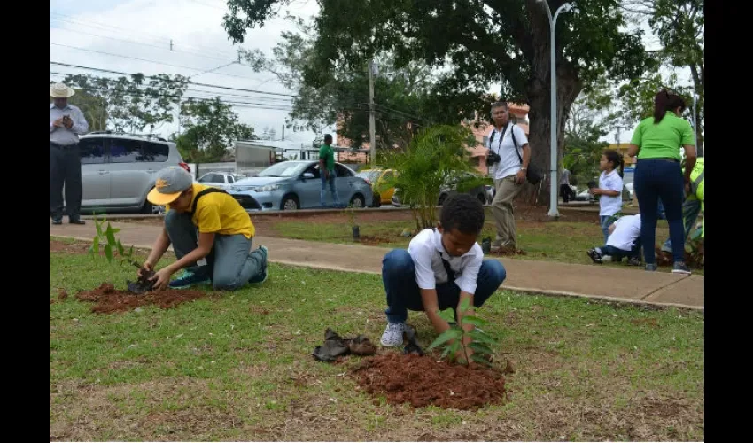 Siembra de árbol en Panamá Oeste  