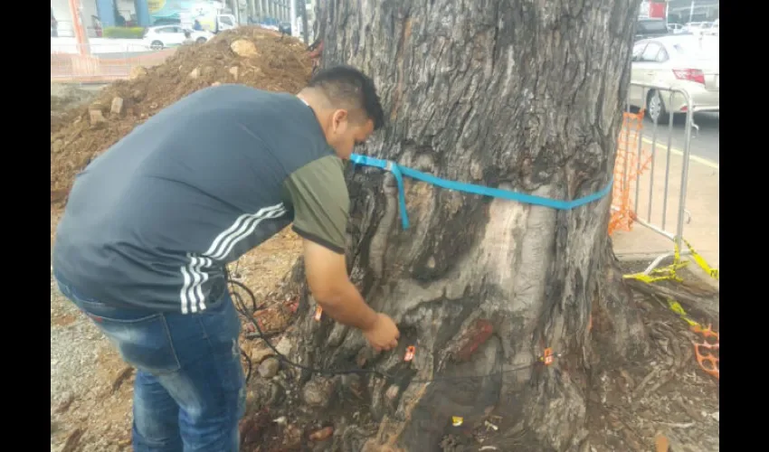 Árbol viejo en vía España