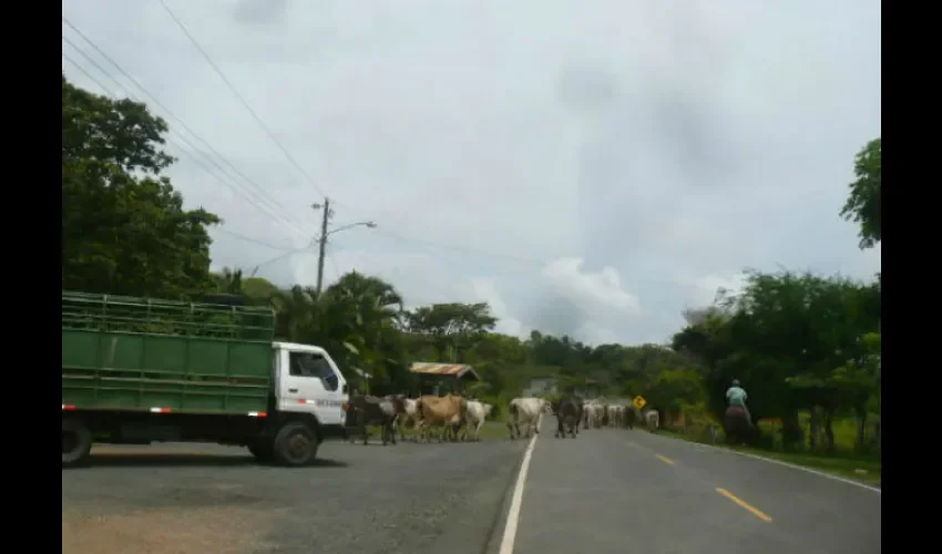 Hurto pecuario en Los Santos