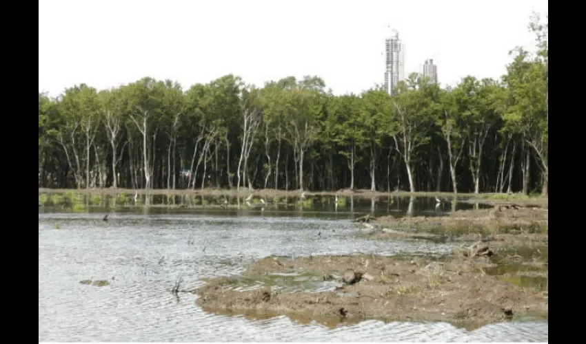 Manglares en Panamá