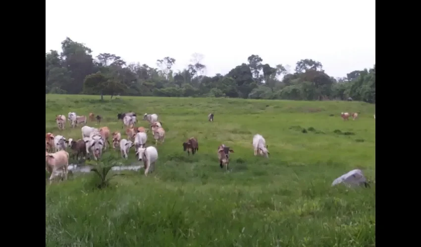 Reses en Chiriquí