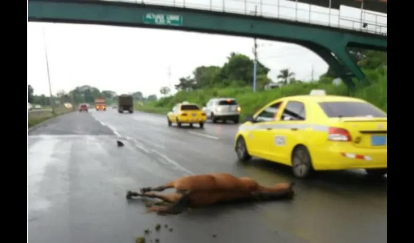 Caballo fue atropellado en la Autopista Arraiján- La Chorrera 