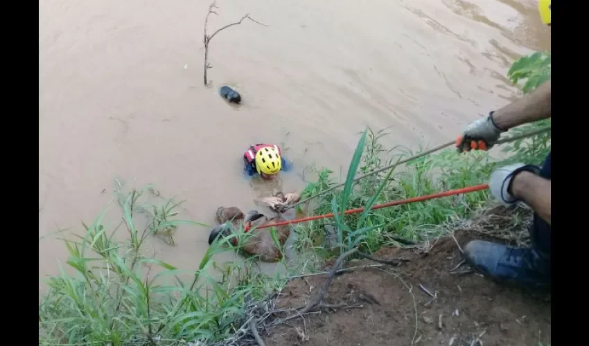 Bomberos rescatan un bovino en Los Santos