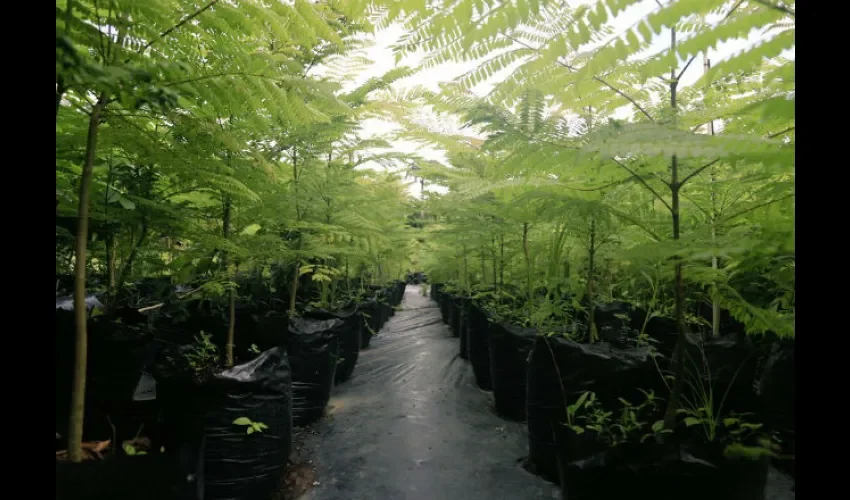 Todos los árboles que plantearnos en la ciudad fueron primero cultivados en los viveros del Parque Summit y La Cabima