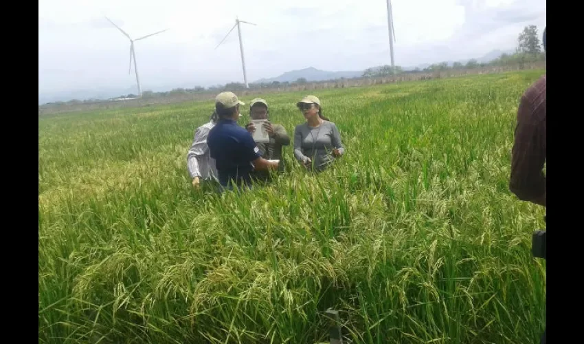 Instituto de Investigación Agropecuaria de Panamá y la Universidad Tecnológica de Panamá