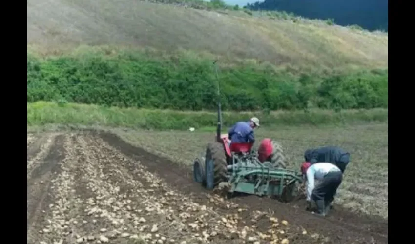 Productores de Chiriquí 