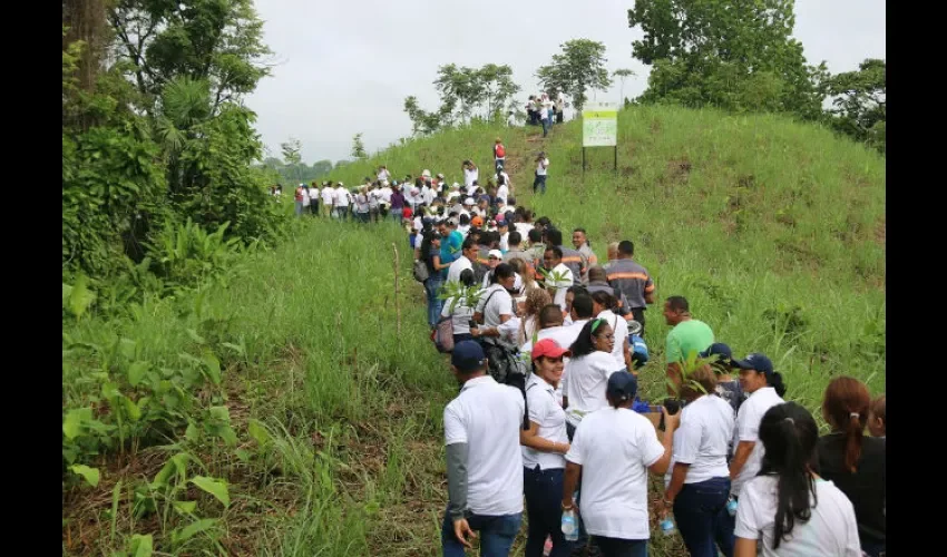 Reforestan en Panamá