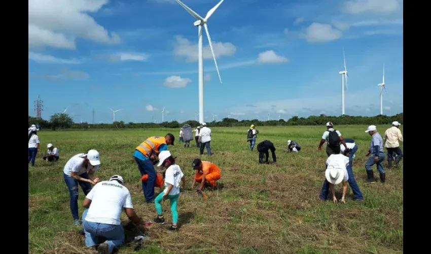 Reforestan en Penonomé