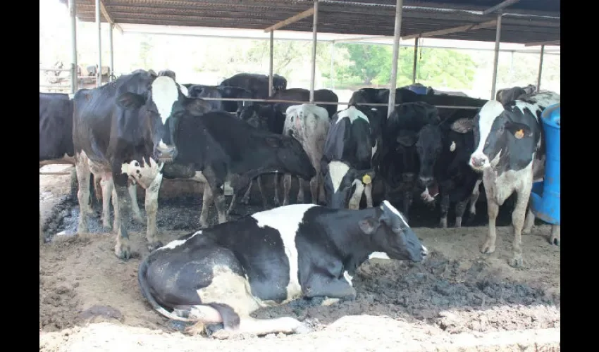 Los ganaderos pidieron al gobierno que se adquiera la leche grado C y se le brinde pura a los estudiantes