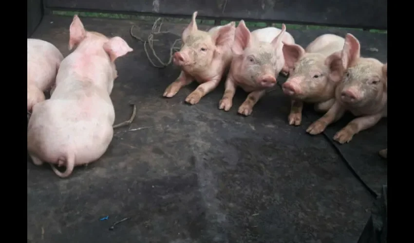 Pequeños porcinocultores de la provincia de Chiriquí