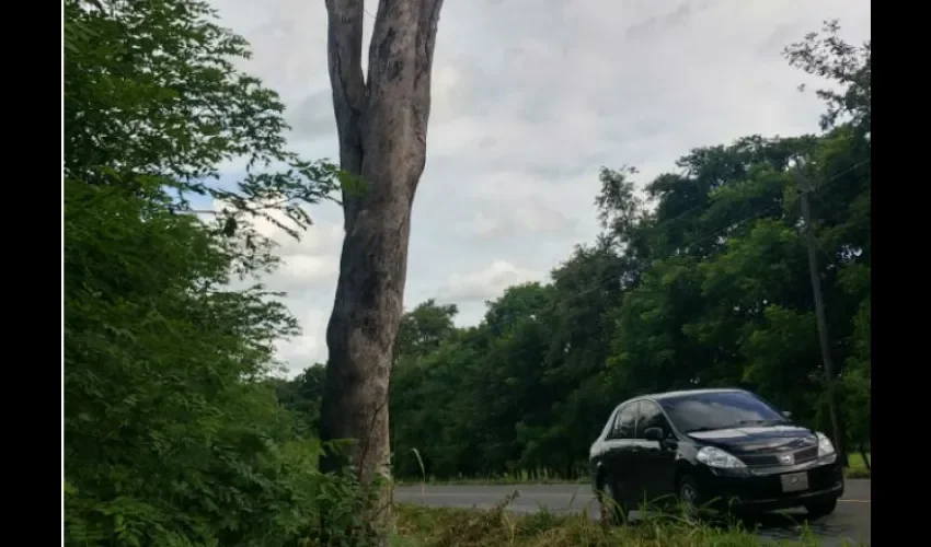 Álboles peligrosos en El Copé.